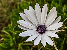 雛菊,花,白