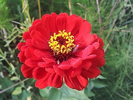 春天,休耕,花卉