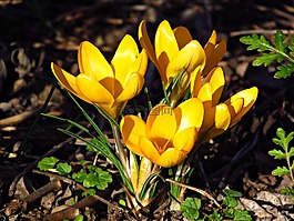 春,krokus,鲜花