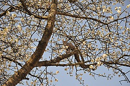 樹,春天,芽