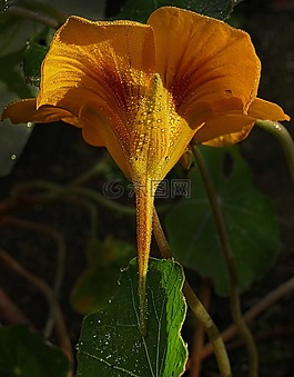 鴿的,開(kāi)花,露珠