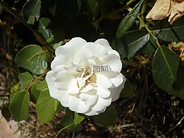 玫瑰,白,開花