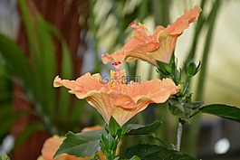 花,芙蓉干,橙色