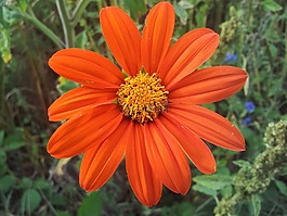 春天,休耕,花卉