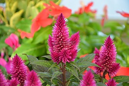 鲜花,鸡毛掸子,紫红色