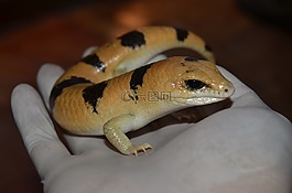 reptilia,野生动物,动物学