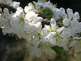 花卉,果樹,春天