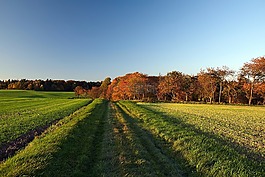 夕陽(yáng),森林,秋
