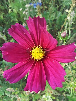 春天,休耕,花卉