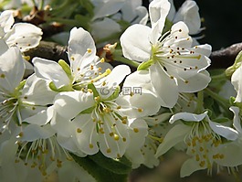花卉,果樹(shù),春天