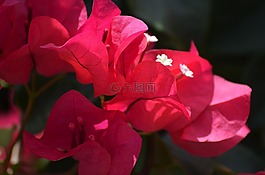 九重葛,鮮花,性質(zhì)