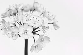 韭菜開花,白,白色的花