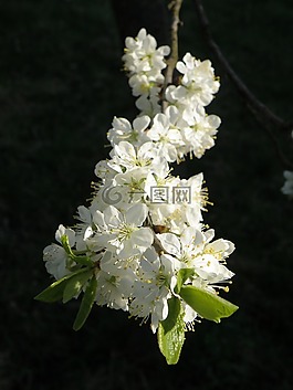 花卉,果樹(shù),春天