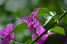 九重葛,鮮花,性質(zhì)
