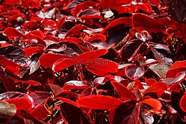 葉子,紅色,光明