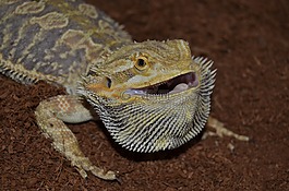 reptilia,蜥蜴,性质