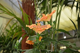 花,hisbiscus,植物