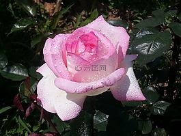 玫瑰園,昌,玫瑰