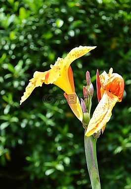 黃色花,鮮花,自然