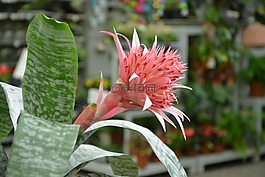 花,植物,aechmea