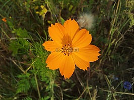 春天,休耕,花卉