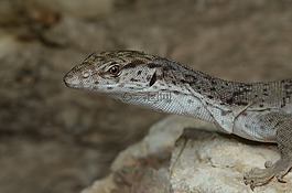 reptilia,蜥蜴,野生动物