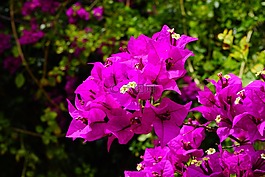 葉子花,鮮花,粉紅色