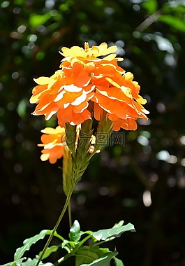 橙花,鮮花,花園