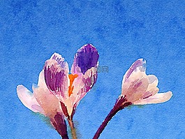 艺术,水彩,花