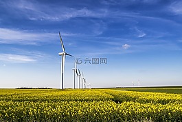 油菜,油菜籽場,風車