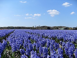 風(fēng)信子,paarsblauw,性質(zhì)