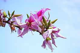 鲜花,粉红色,树