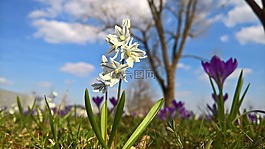 草地,開花,盛開