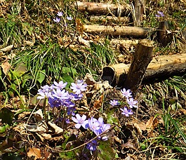赫帕卡,花,森林