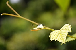 葡萄藤,植物,自然