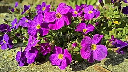 花,花園,植物群
