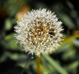 性質(zhì),花,蒲公英