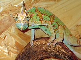變色龍,豐富多彩,動物世界