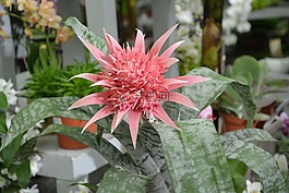 植物,多汁,仙人掌