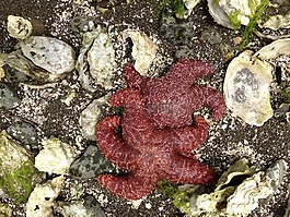 海星,海滩,海洋