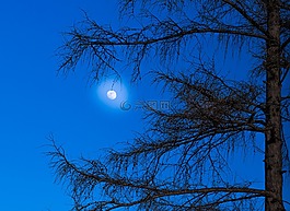 月球,落葉松,樹