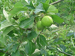 水果,新鮮,食品