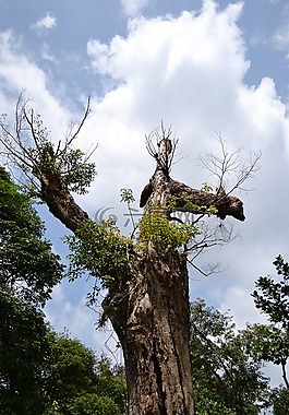干的樹(shù),枯樹(shù),死亡