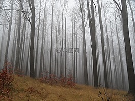 森林,霧,秋季