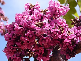 巴西塞拉多,春,花cerrado