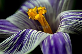 krokus,花,性质
