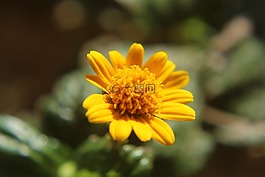 花,黃色,開花