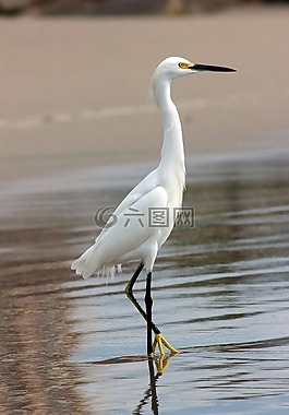 gruya,大自然,海洋