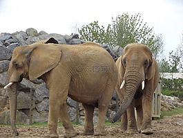 象,集團,野生動物