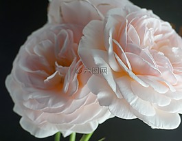 自然,花,玫瑰